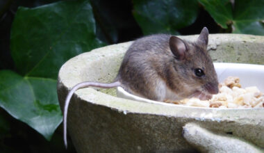 A tiny European Wood Mouse eating the nuts and seeds in the bowl of a garden figurine.