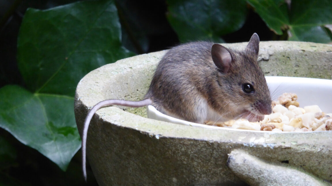 A tiny European Wood Mouse eating the nuts and seeds in the bowl of a garden figurine.