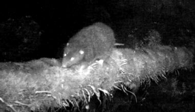 A black-and-white night vision image shows a rodent with glowing eyes walking along a mossy, root-covered log in the dark.