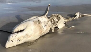 Great White Sharks Were Scared From Their Habitat by Just 2 Predators : ScienceAlert