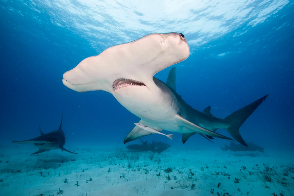 Great hammerhead shark