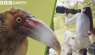 'How to Take Stunning Wildlife Photos' is a Free 45-Minute Educational Video