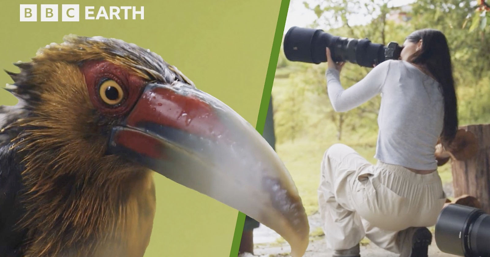 'How to Take Stunning Wildlife Photos' is a Free 45-Minute Educational Video