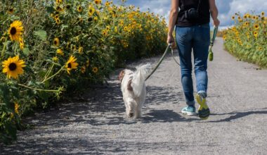 URGENT | Public urged not to walk dogs during the middle of the day with temperatures set to rise to 34c in parts of England and Wales today