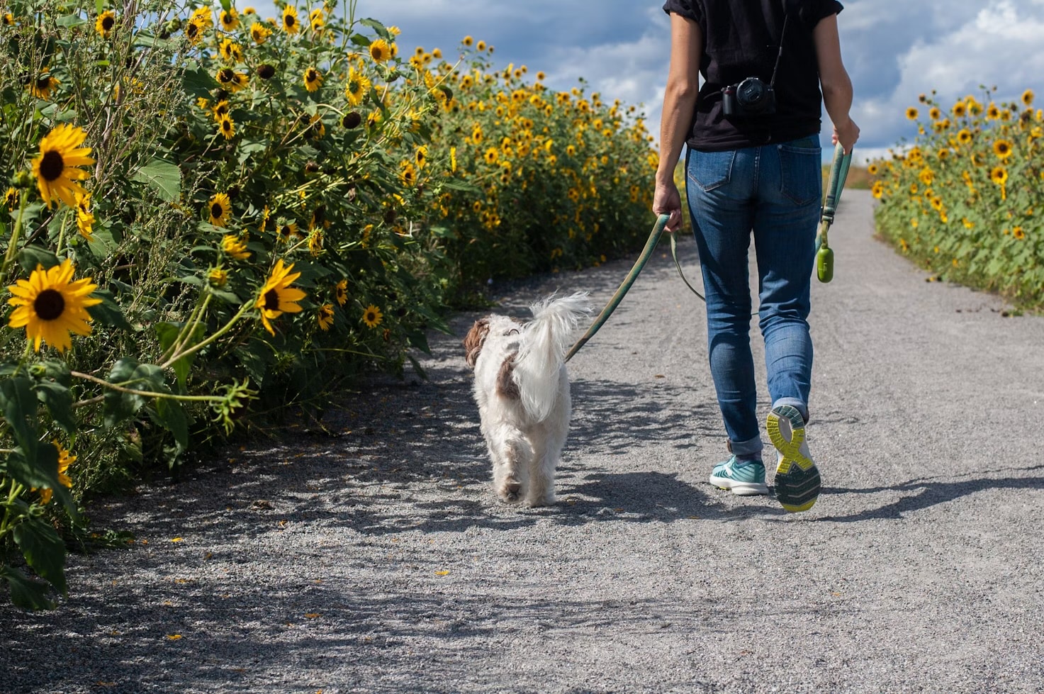 URGENT | Public urged not to walk dogs during the middle of the day with temperatures set to rise to 34c in parts of England and Wales today
