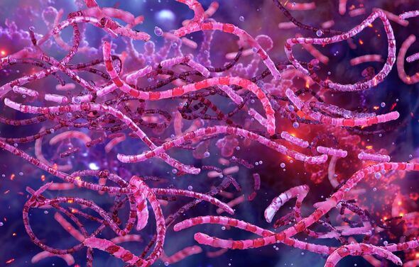Bacillus anthracis, anthrax, bacteria
