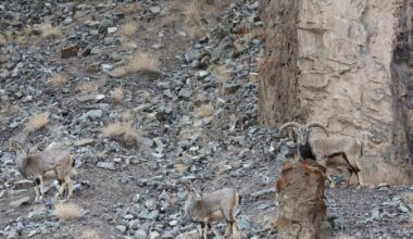 Photographer's Viral Image of a Snow Leopard is Her Most Famous, But Can You Spot It?