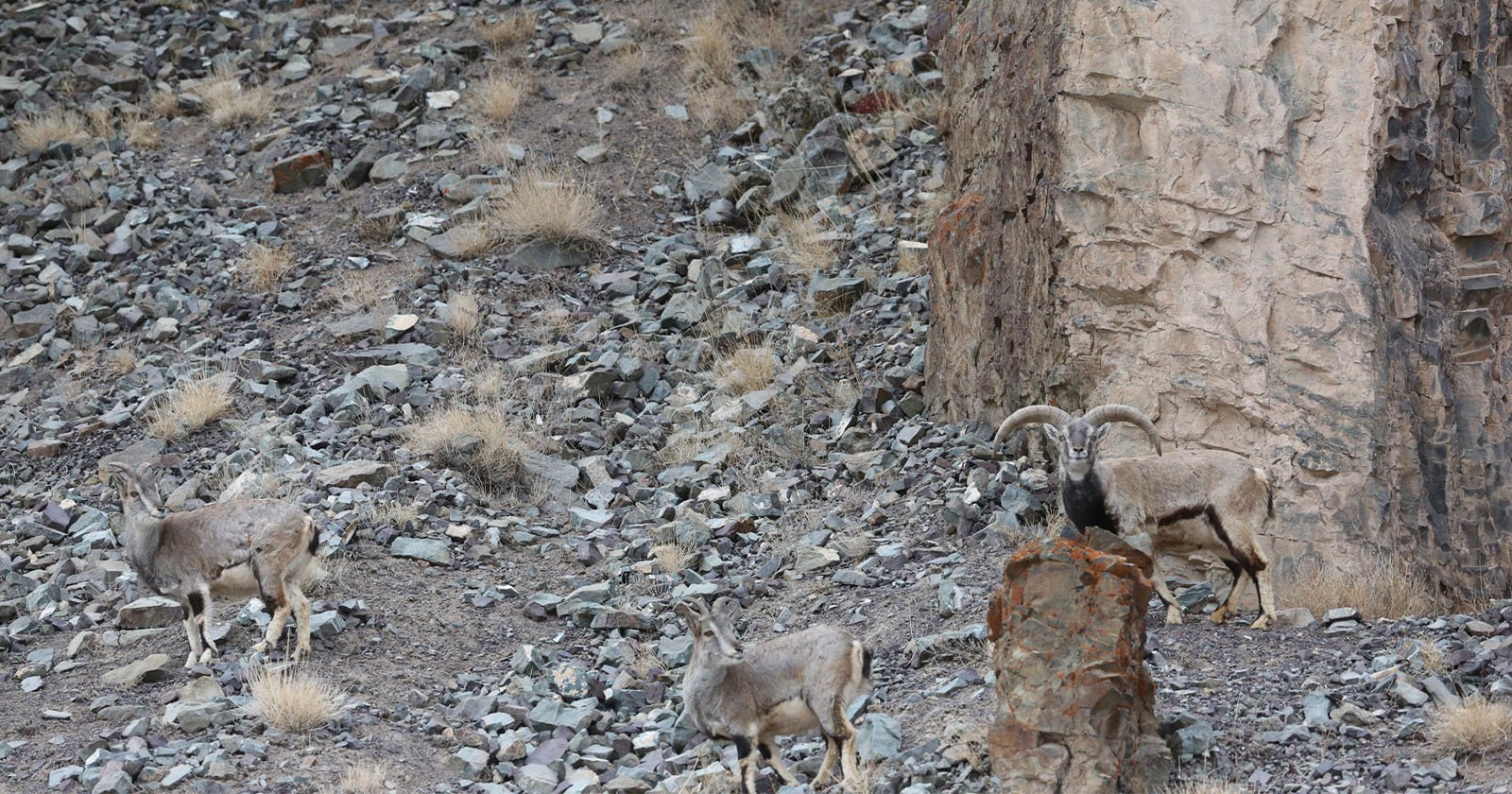 Photographer's Viral Image of a Snow Leopard is Her Most Famous, But Can You Spot It?