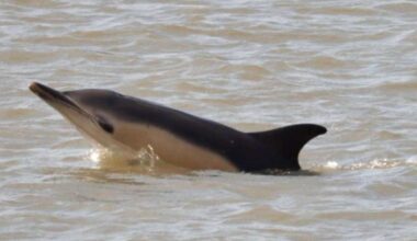Common dolphin spotted in River Medway, near Rochester Bridge