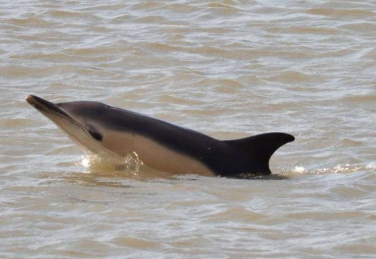 Common dolphin spotted in River Medway, near Rochester Bridge