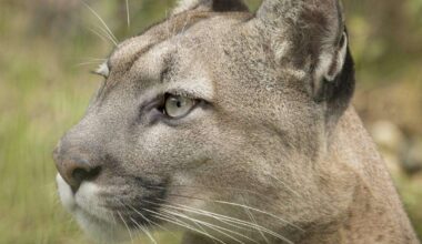 Austrian-born mountain lion Viktoria dies aged 17 at The Big Cat Sanctuary in Smarden, near Ashford