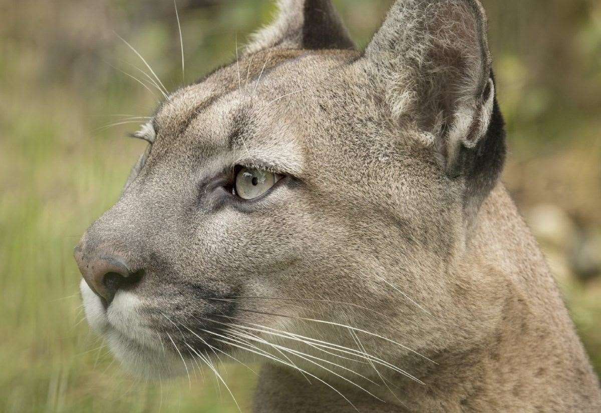 Austrian-born mountain lion Viktoria dies aged 17 at The Big Cat Sanctuary in Smarden, near Ashford