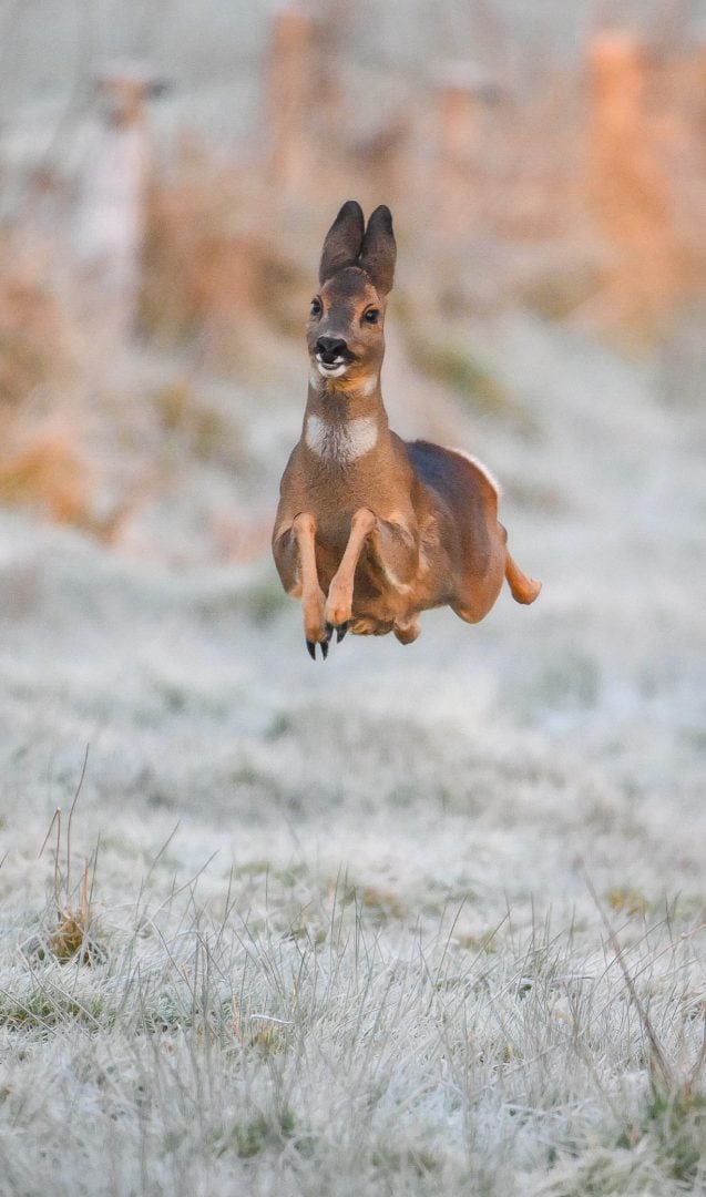 funny deer