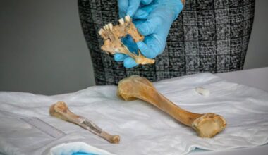 Anna Delaney, a forensic anthropologist with the New Jersey State Police, shows the partial remains of Henry Goodsell, a 19th century ship captain whose bones began washing up on state beaches in 1995.