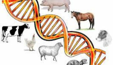 Credits of Image: https://animalproduction.uonbi.ac.ke/
