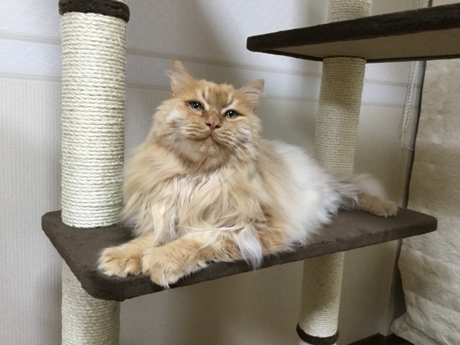 Long haired cream cat sitting on scratching post
