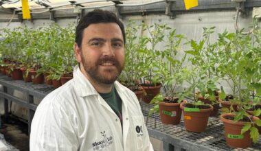 CRISPR-Based Gene Editing Reveals Complex Multigenic Traits in Tomatoes