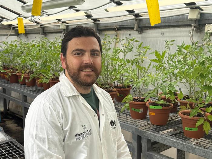CRISPR-Based Gene Editing Reveals Complex Multigenic Traits in Tomatoes
