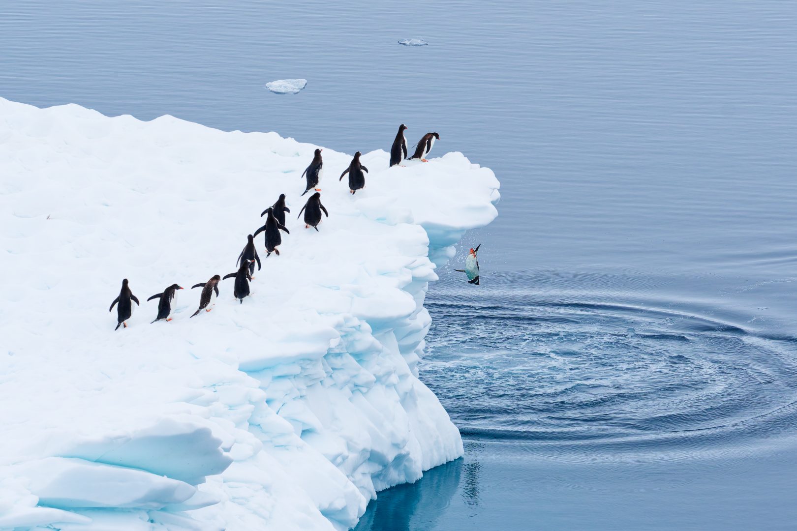 penguins jumping