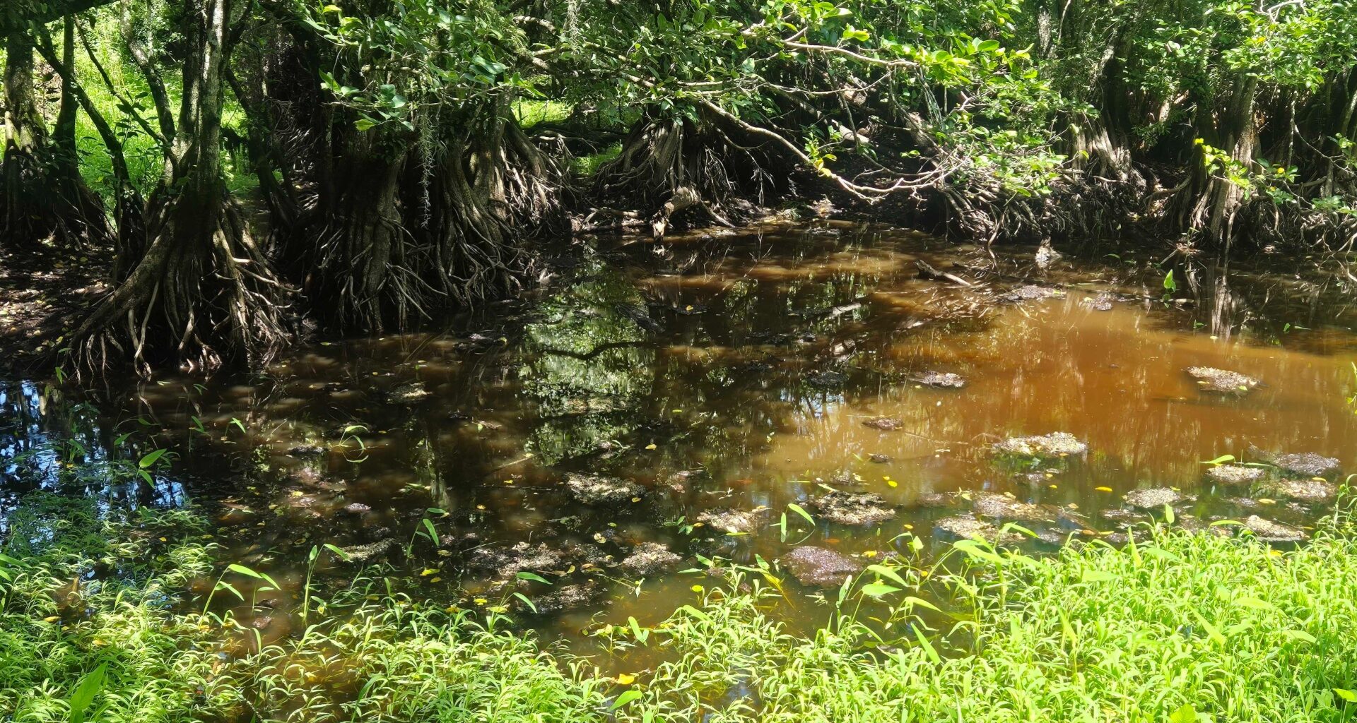 You have the eyes of a hawk if you can find the alligator hiding in this swamp