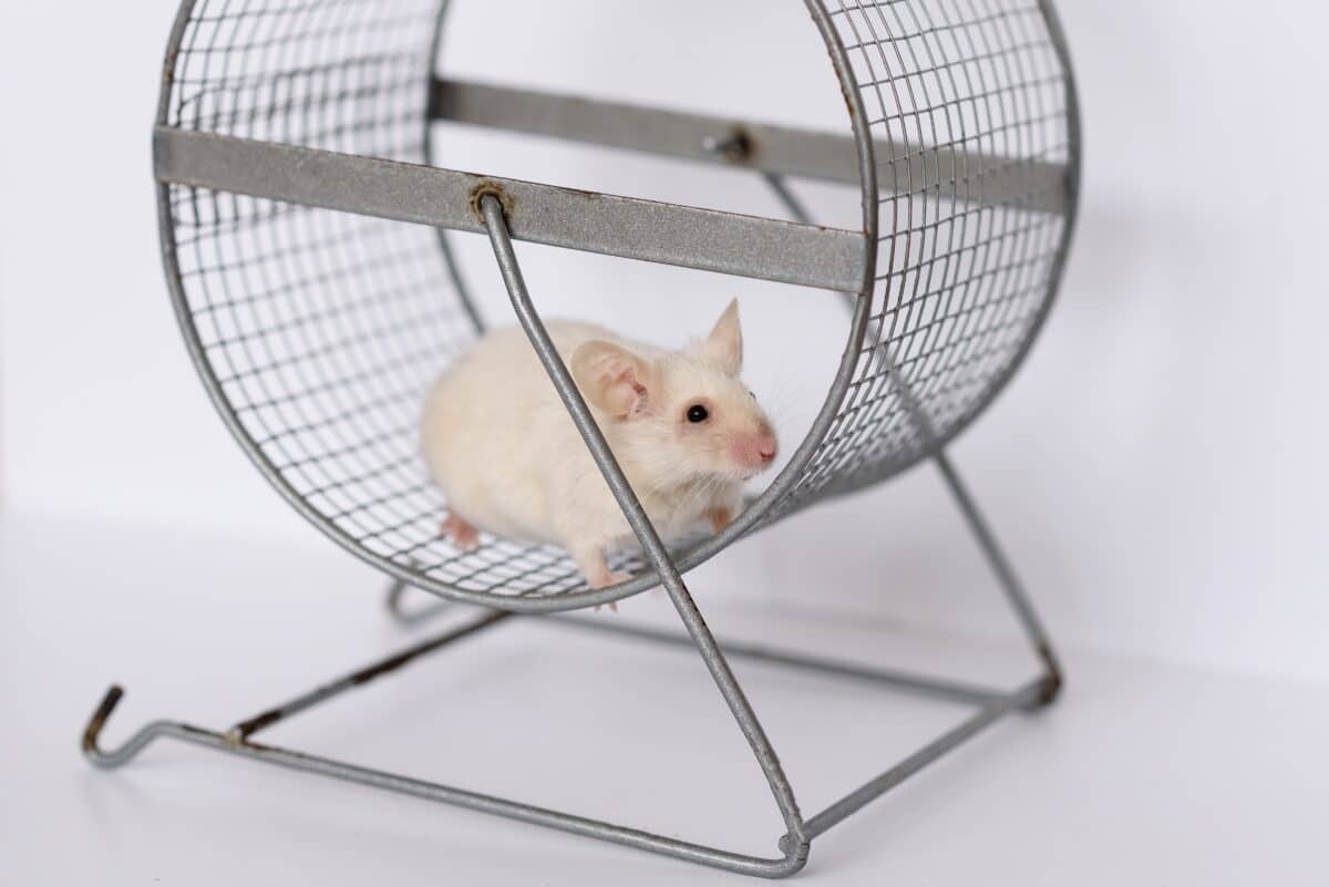 Mouse running on a wheel