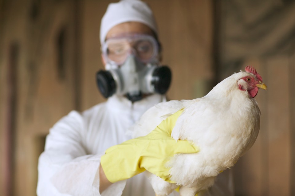 A person in protective gear holding a chicken.
