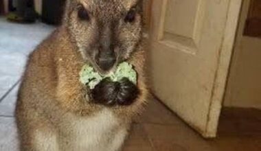 Watch: New York zoo on the hunt for escaped wallaby