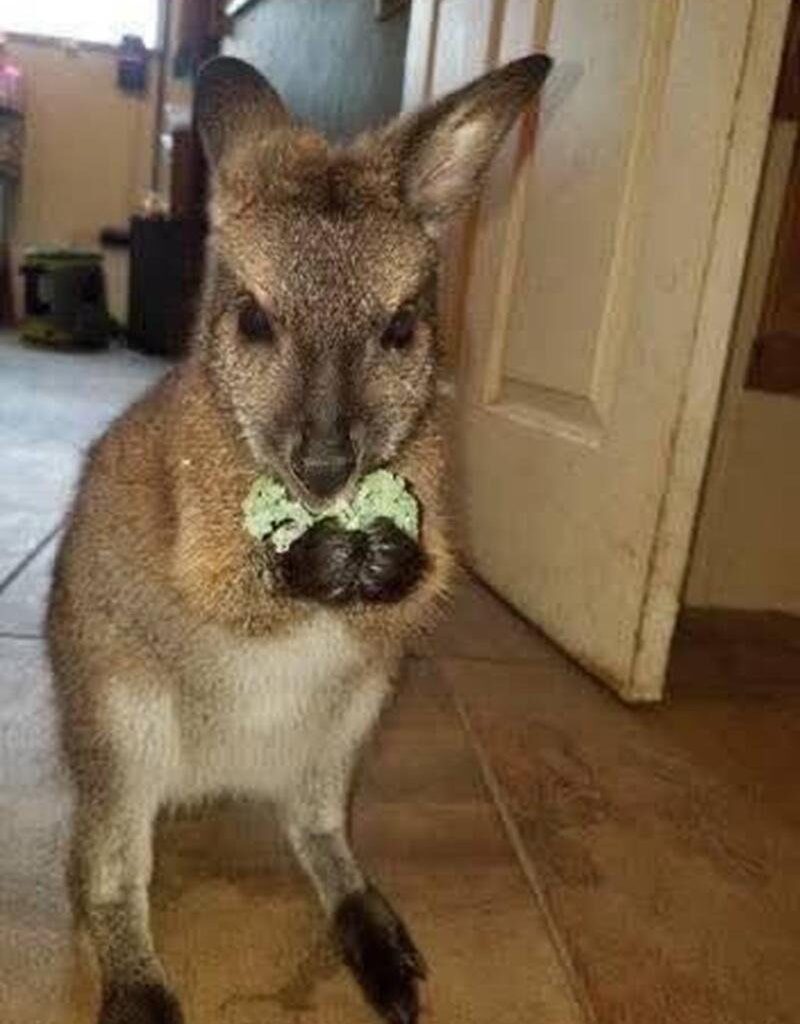 Watch: New York zoo on the hunt for escaped wallaby