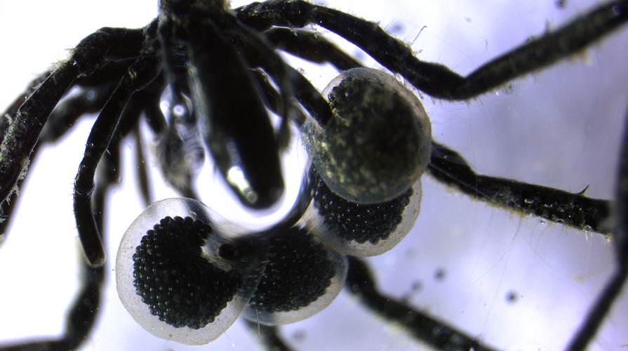 close up of a black sea spider's abdomen which has attached gelatinous egg sacs filled with tiny, shiny black eggs