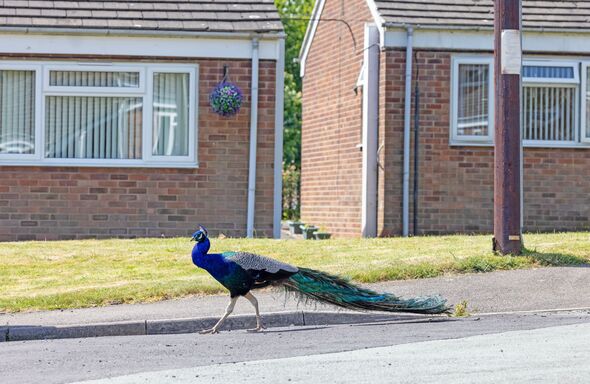 Peacock walks in front of houses in Tutbury