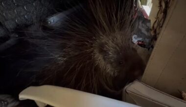 Watch: Porcupine stows away in wrecked plane transported more than 500 miles