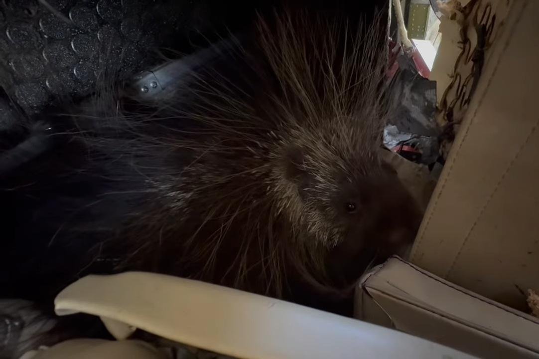 Watch: Porcupine stows away in wrecked plane transported more than 500 miles