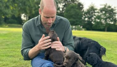 New photo of Prince of Wales with puppies released to mark 43rd birthday - London Evening Standard