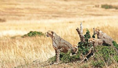 The paper on Project Cheetah also cited the birth of 25 cubs in 2.5 years as a sign of a stress-free environment.