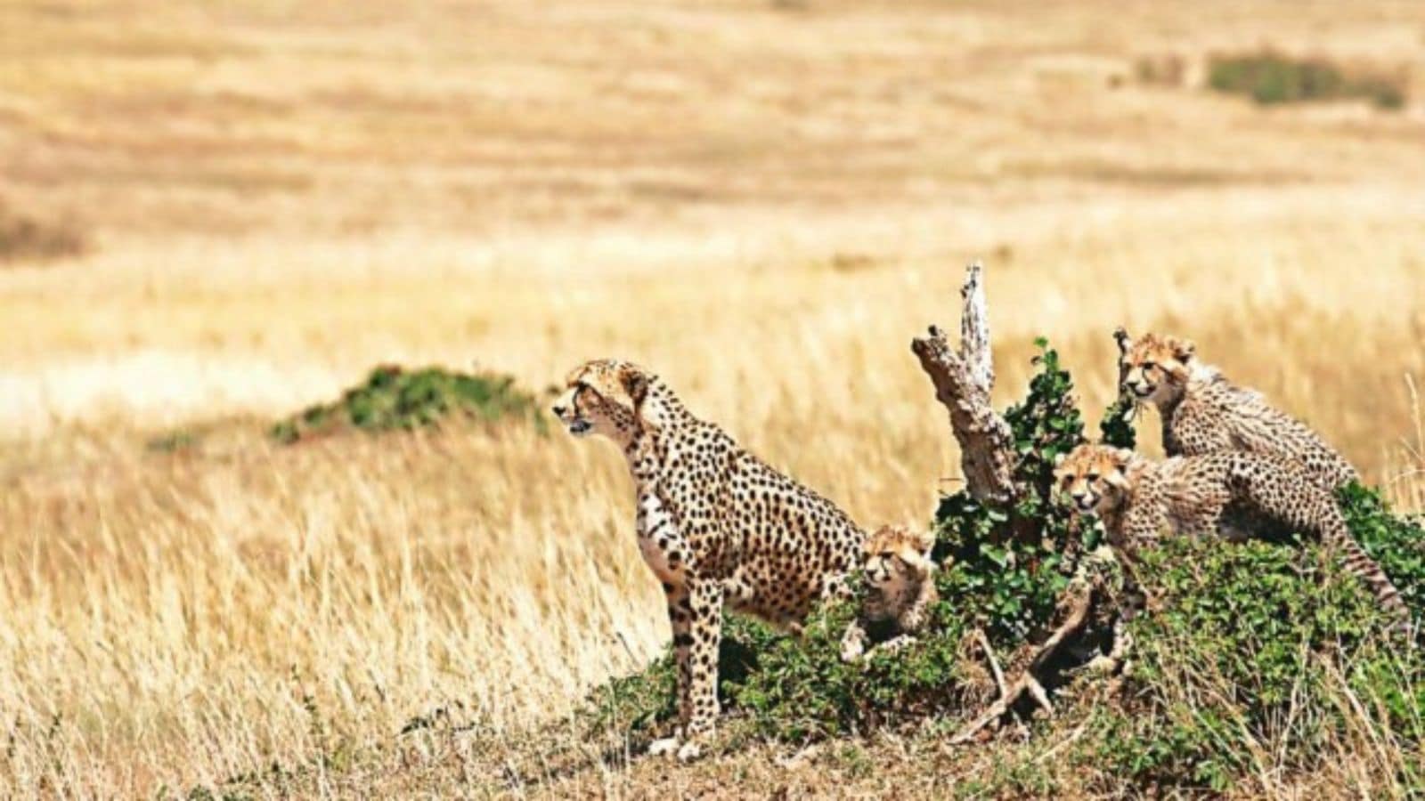 The paper on Project Cheetah also cited the birth of 25 cubs in 2.5 years as a sign of a stress-free environment.
