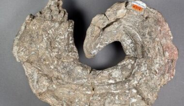 An extinct rudist bivalve, Immanitas anahuacensis (California Academy of Sciences / CC BY)