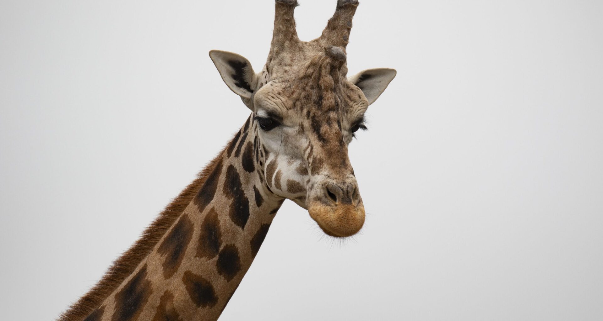 Edinburgh's tallest residents enjoy World Giraffe Day