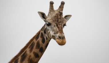 Edinburgh's tallest residents enjoy World Giraffe Day