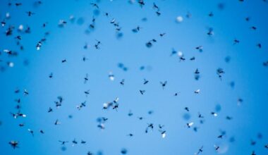 Flying Ant Day is coming, and experts warn it could be the worst one yet | News UK