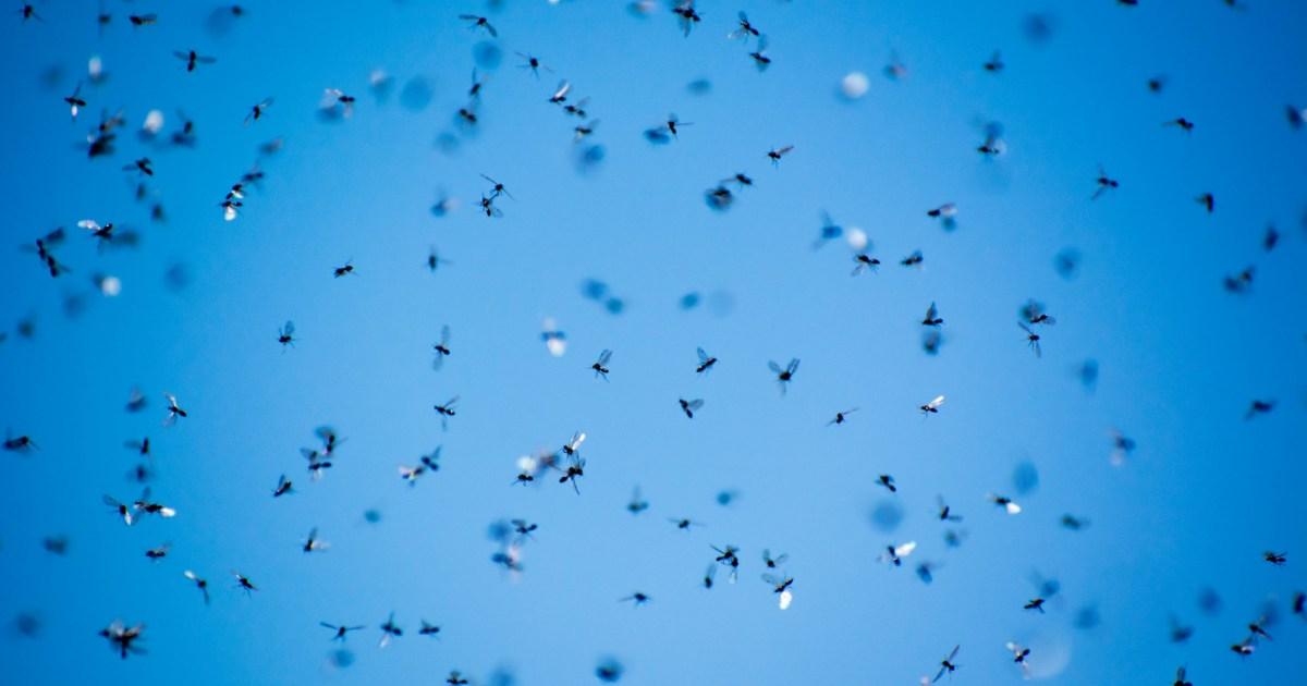 Flying Ant Day is coming, and experts warn it could be the worst one yet | News UK