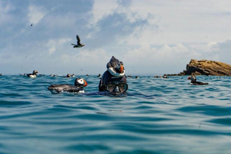 Celtic Deep Snorkelling with puffins, Skomer Puffin Credit: Liam Webb Provided by jo@fourcornerspr.co.uk