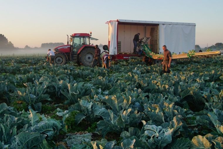 Cabbages harvested in the Audomarais (Photo: Frederic Legris / Hauts-de-France)