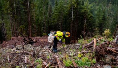Offsetting global fossil fuel stores by planting trees is impossible