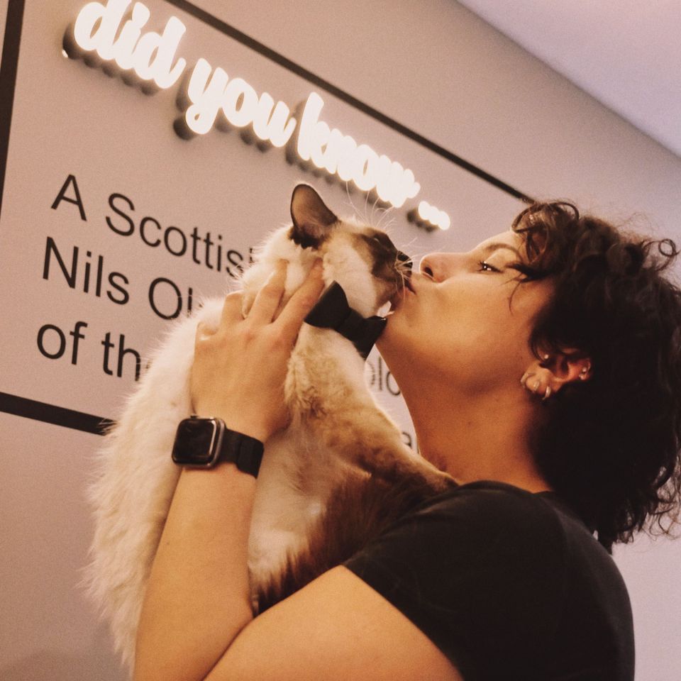 Person kissing a cat wearing a bow tie.