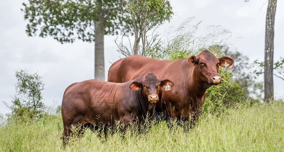 Weekly genetics review: Gauging maternal productivity in the rangelands