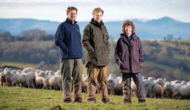 Maternal Genetics: Unlocking the Extra Income at High Country Romneys