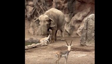 Quick-Thinking Zoo Elephant Rescued a Drowning Gazelle with its Trunk