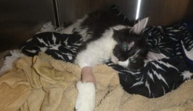 RSPCA Cymru reports rise in summer animal cruelty in Wales