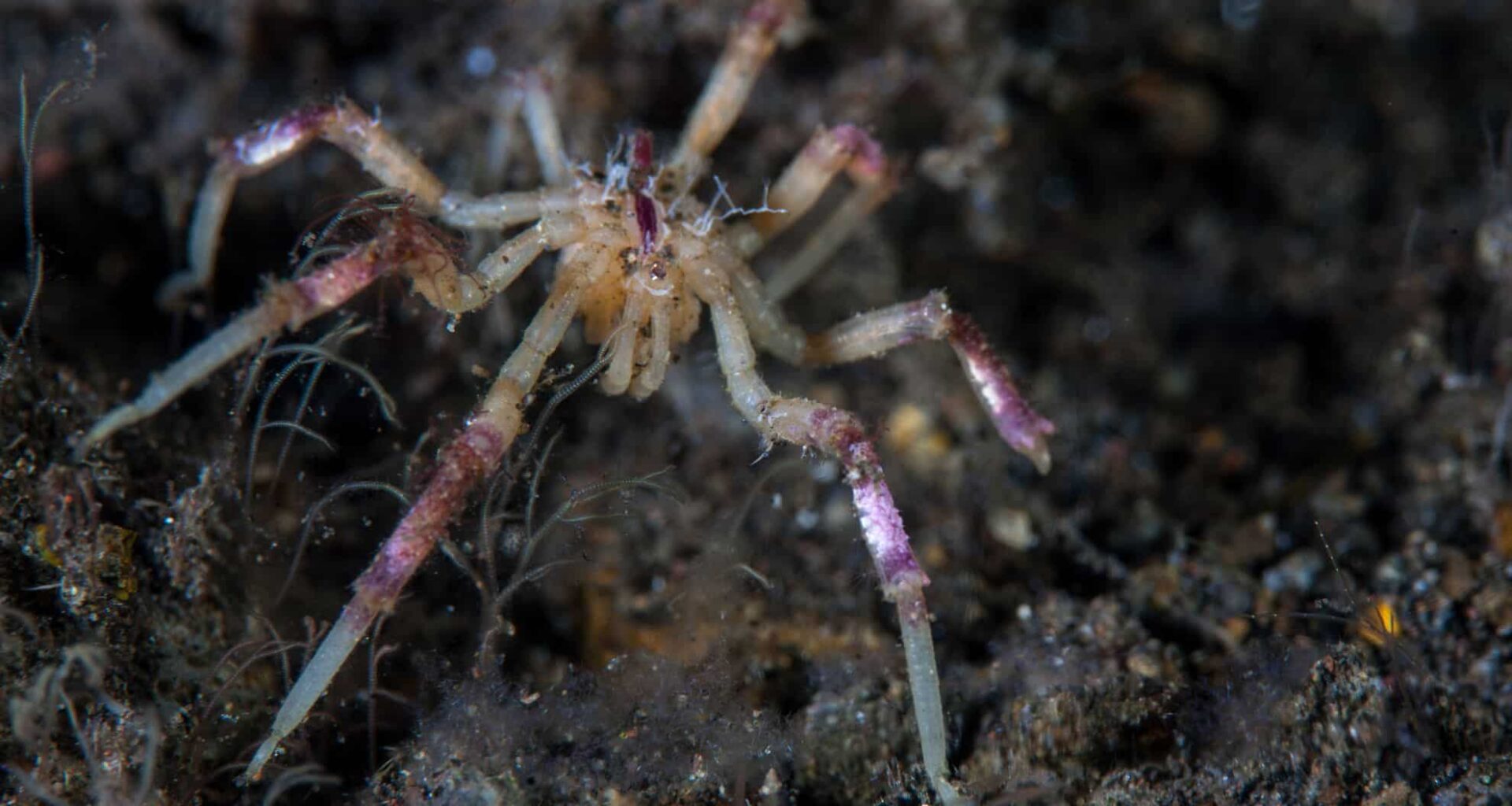 Sea Spiders Are Grazing On Methane—they’re Changing What We Know About The Ocean's Depths