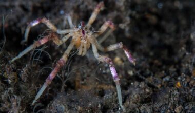 Sea Spiders Are Grazing On Methane—they’re Changing What We Know About The Ocean's Depths